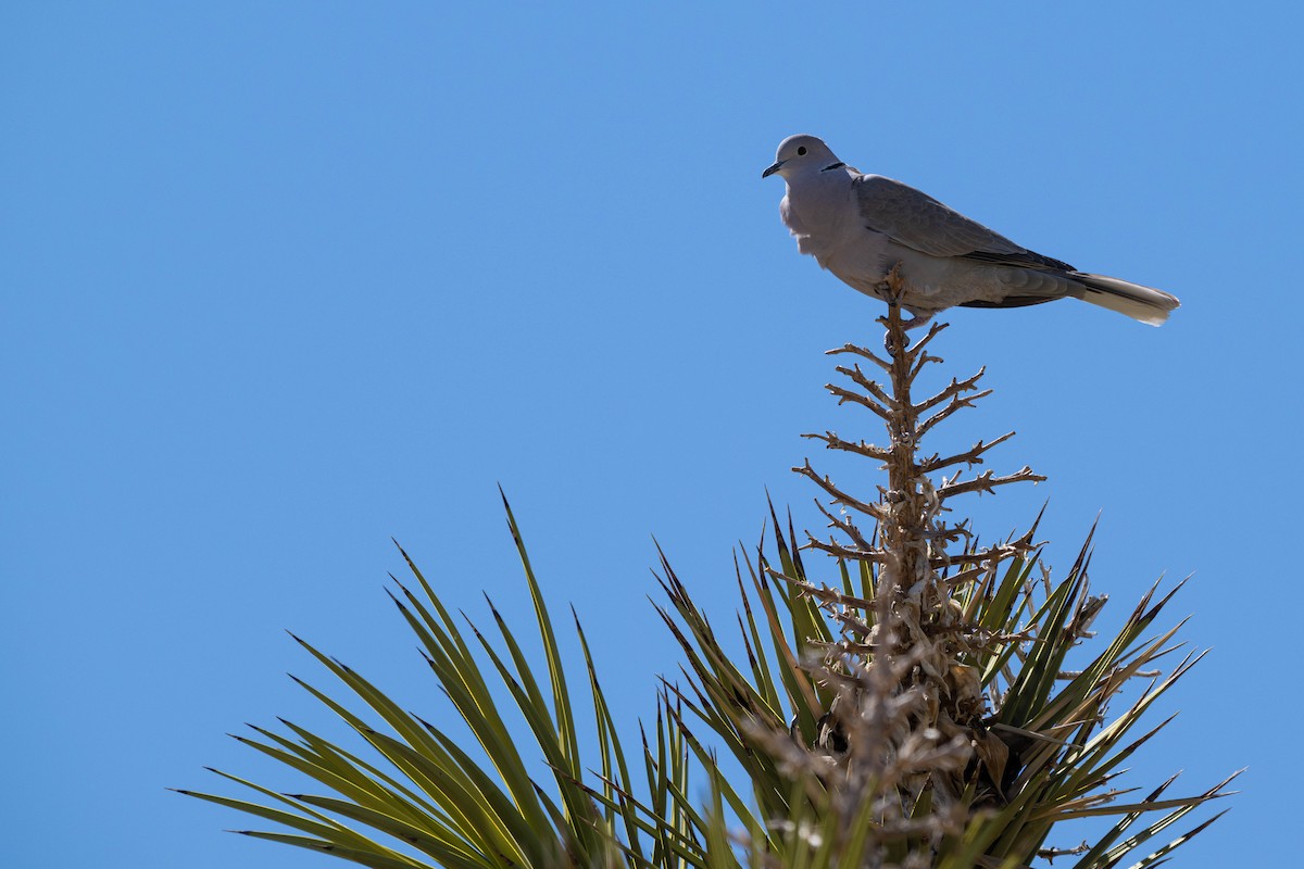Eurasian Collared-Dove - ML635753377