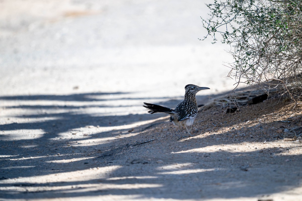 Greater Roadrunner - ML635753386