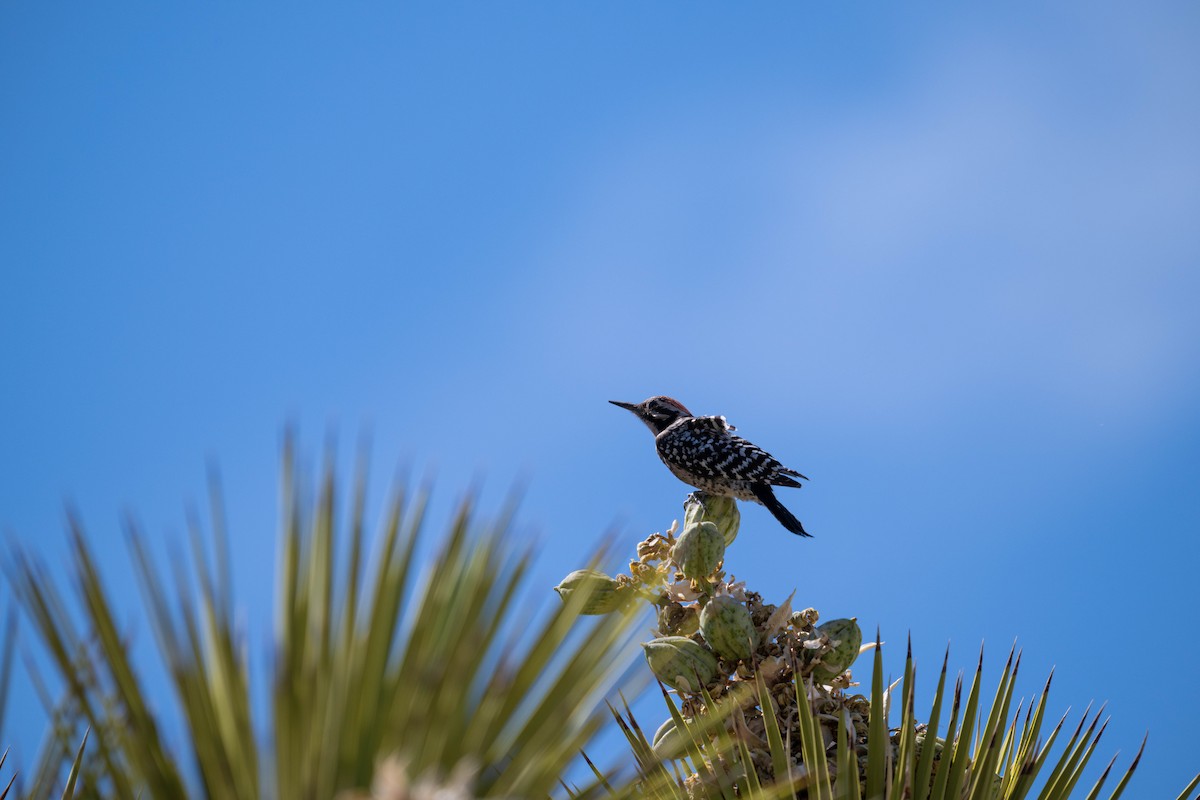 Ladder-backed Woodpecker - ML635753393