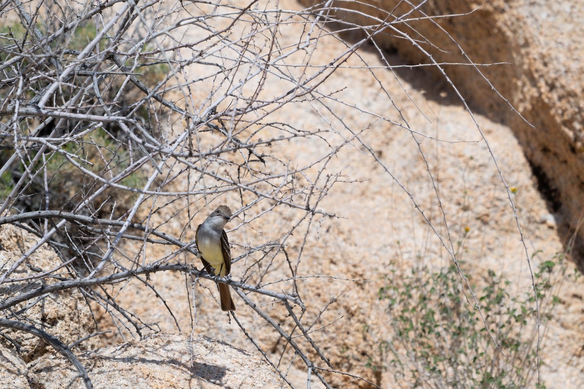 Ash-throated Flycatcher - ML635753442