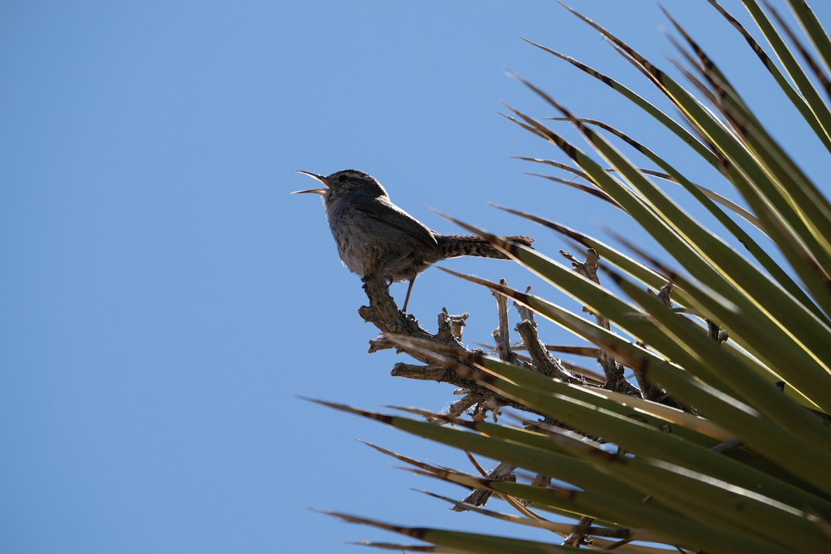 Bewick's Wren - ML635753452