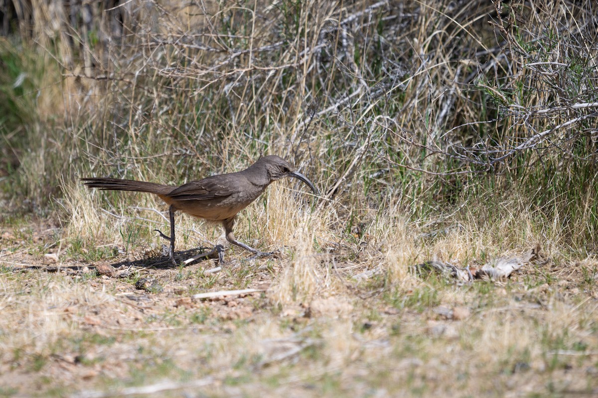 California Thrasher - ML635753463