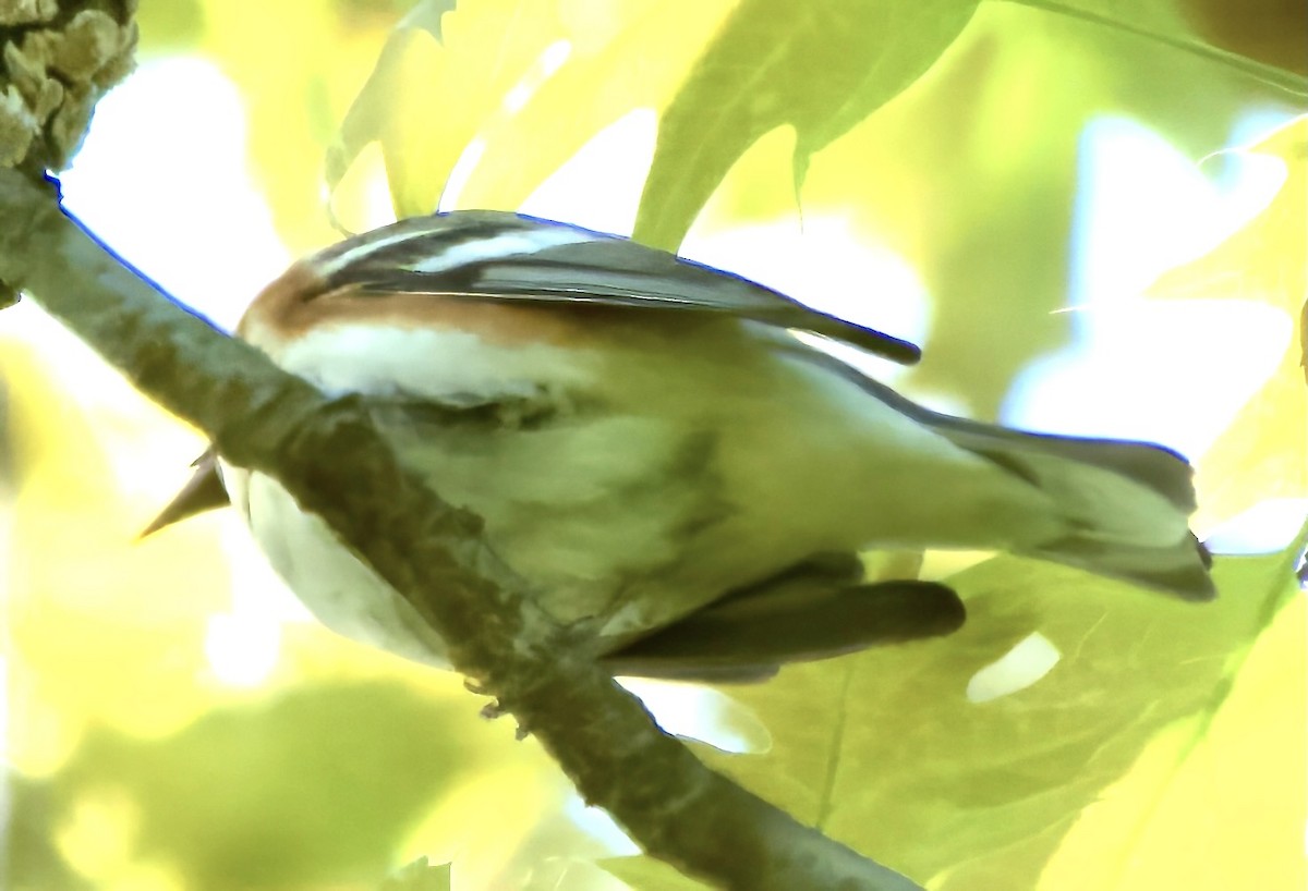 Bay-breasted Warbler - ML635753491