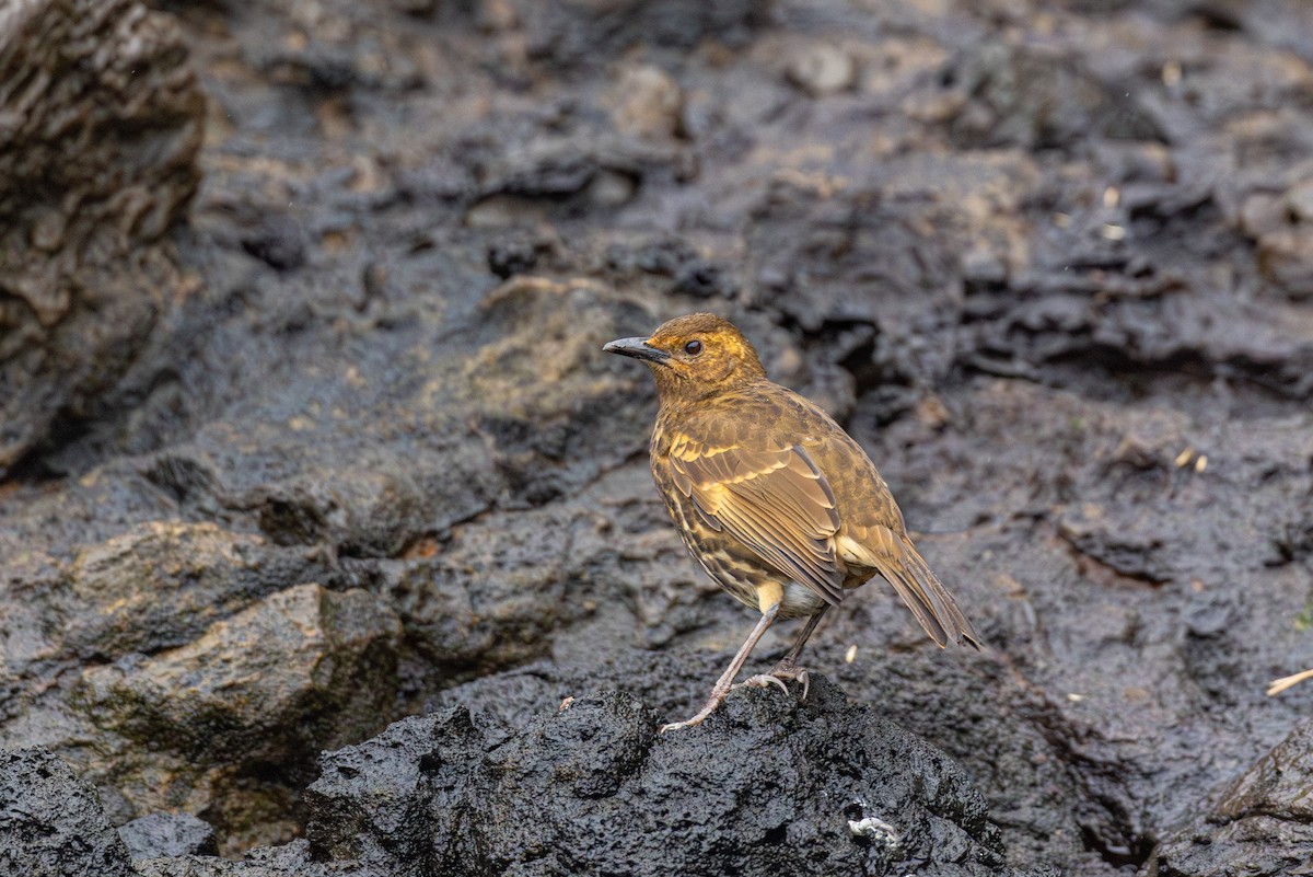 Tristan Thrush - ML635753499