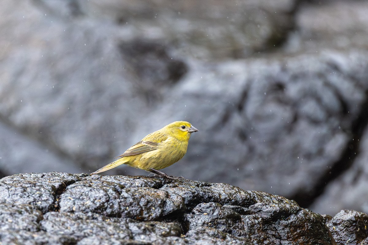 Inaccessible Island Finch - ML635753500