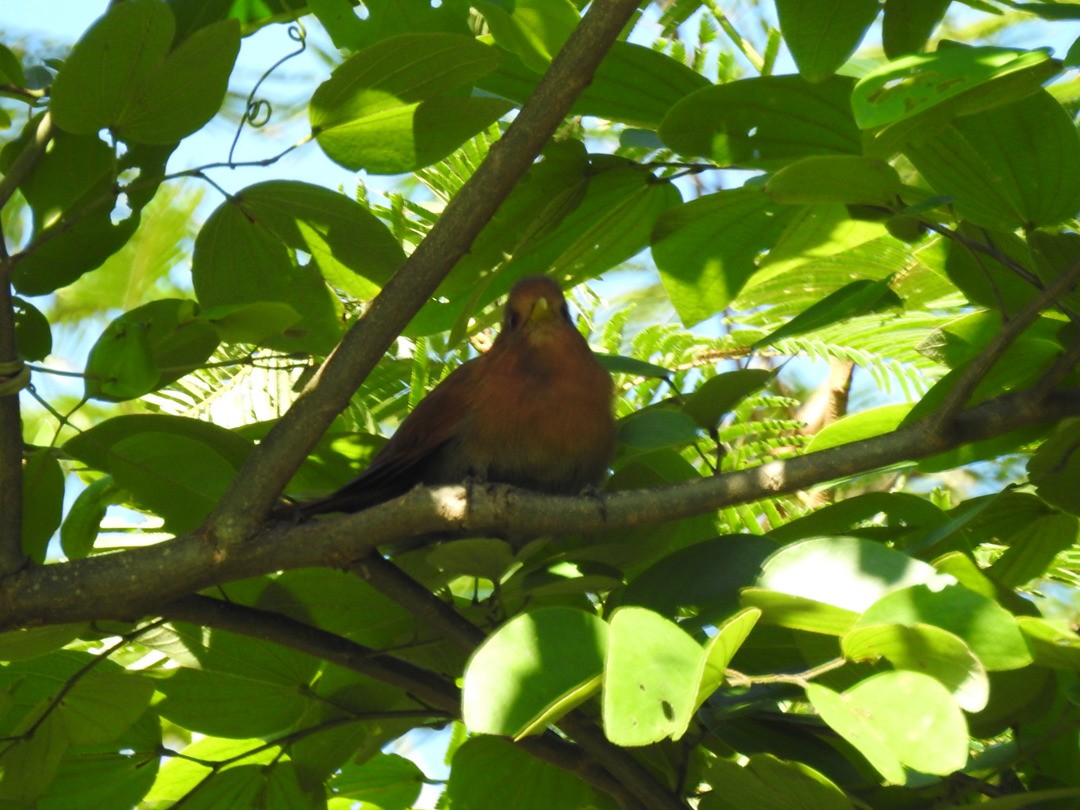 Little Cuckoo - ML635753521