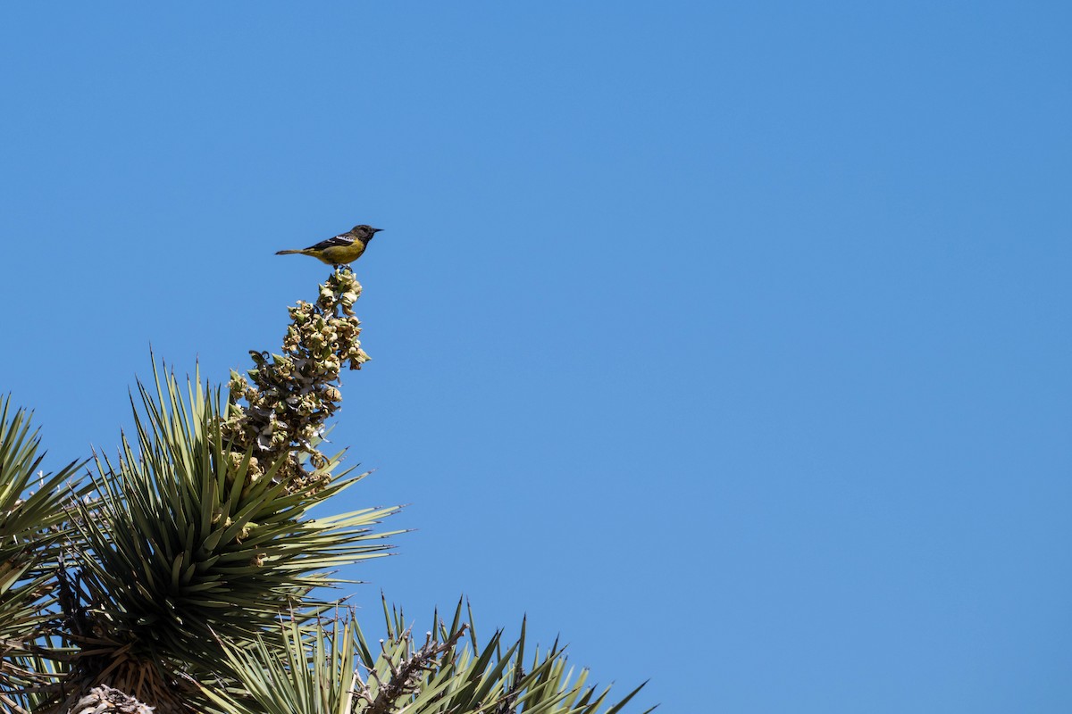 Scott's Oriole - ML635753531