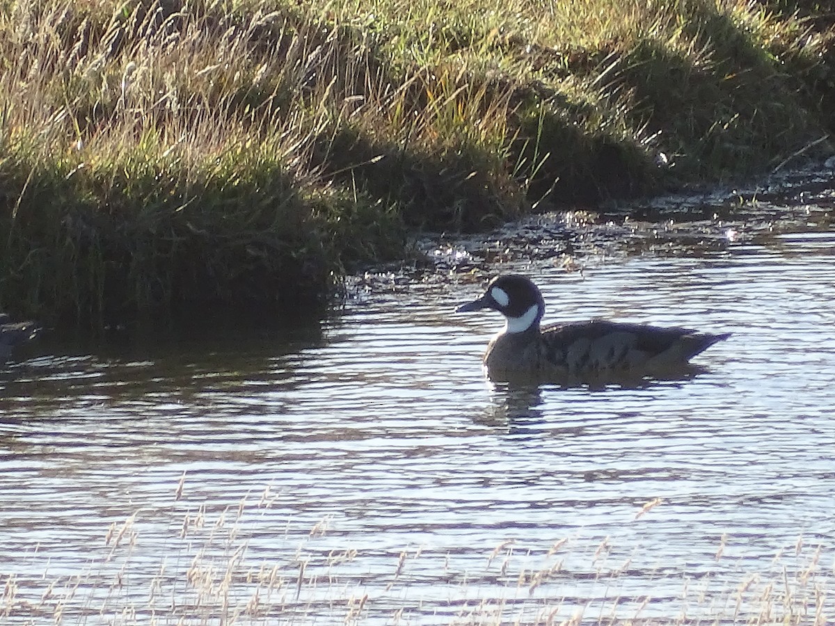Spectacled Duck - ML635753536