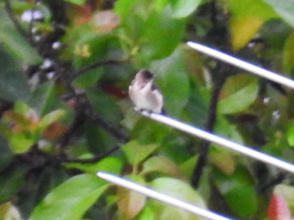 Southern Rough-winged Swallow - ML635753559