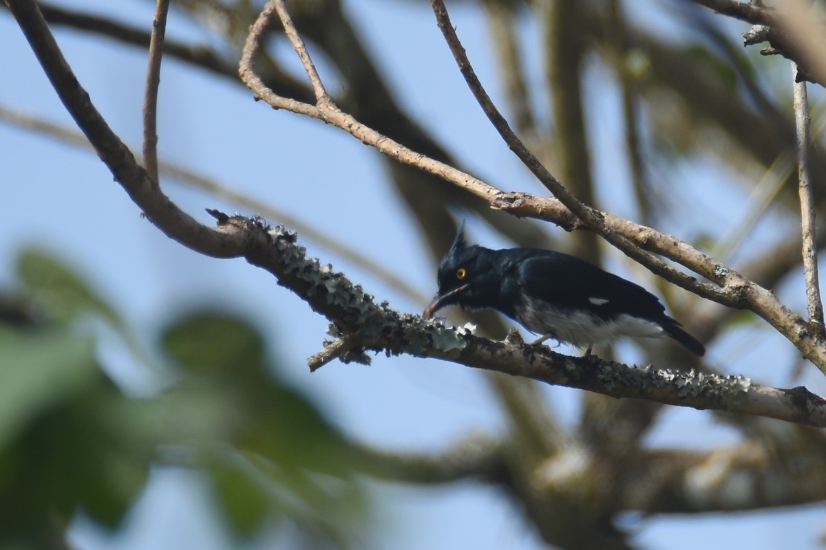 Black-and-white Shrike-flycatcher - ML635753577