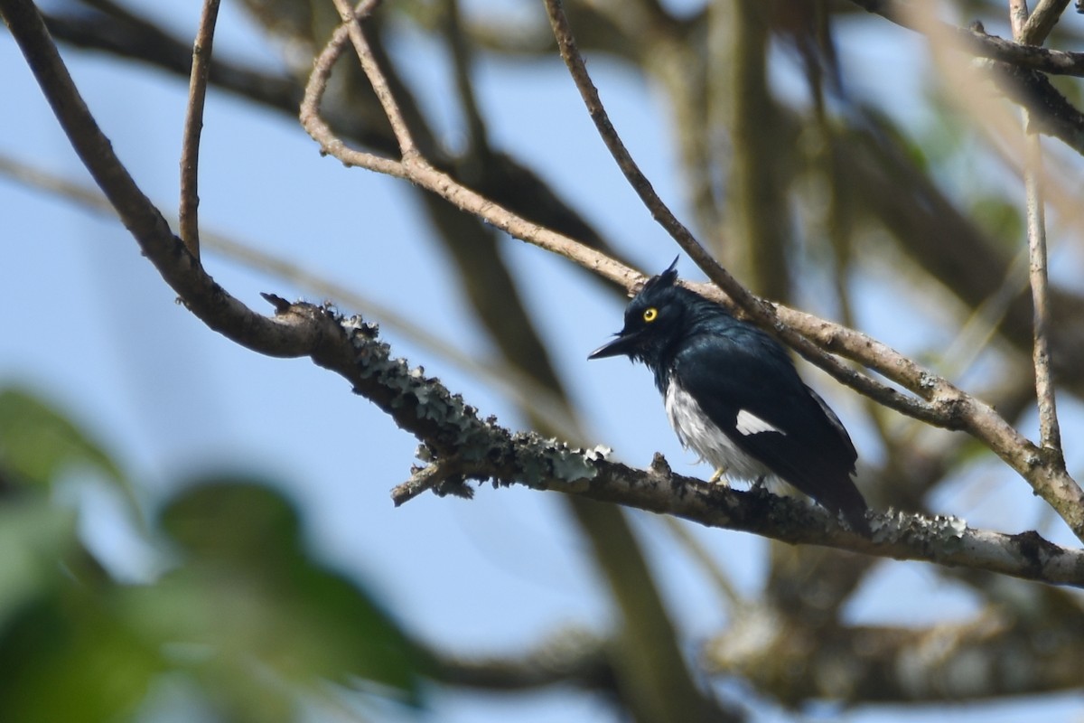 Black-and-white Shrike-flycatcher - ML635753578