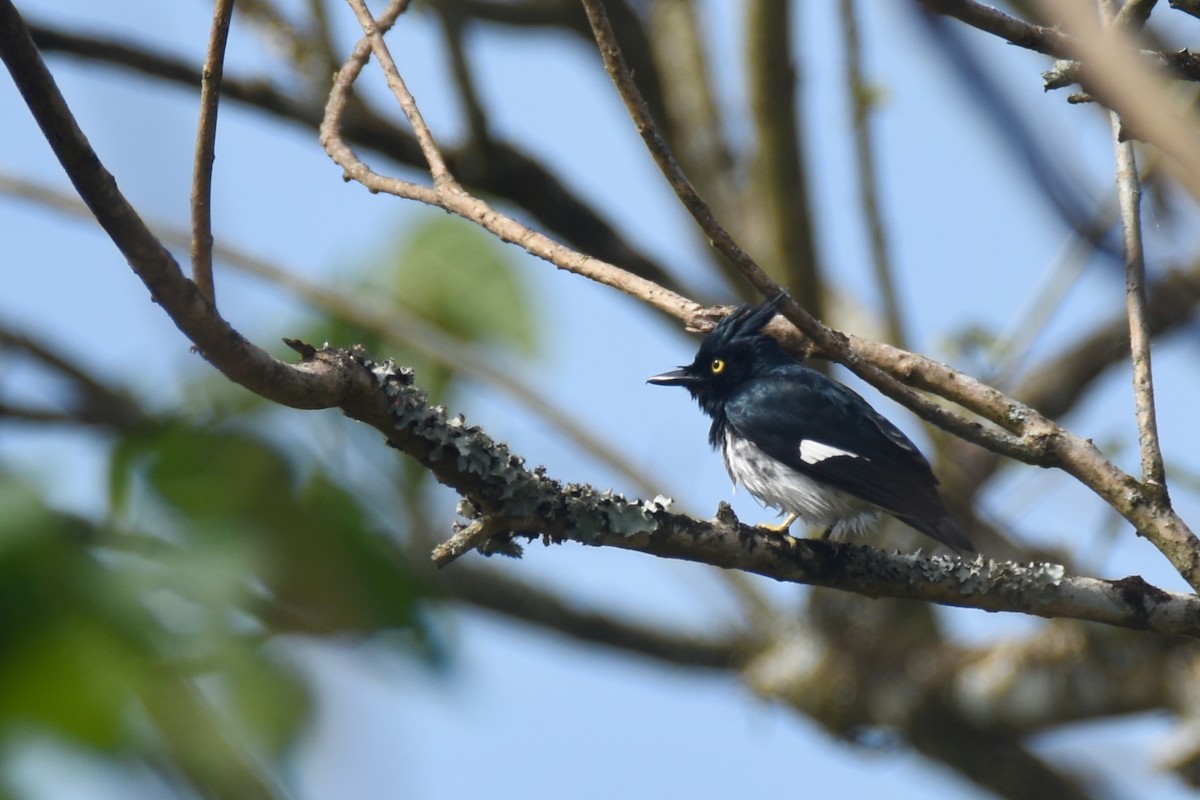 Black-and-white Shrike-flycatcher - ML635753579