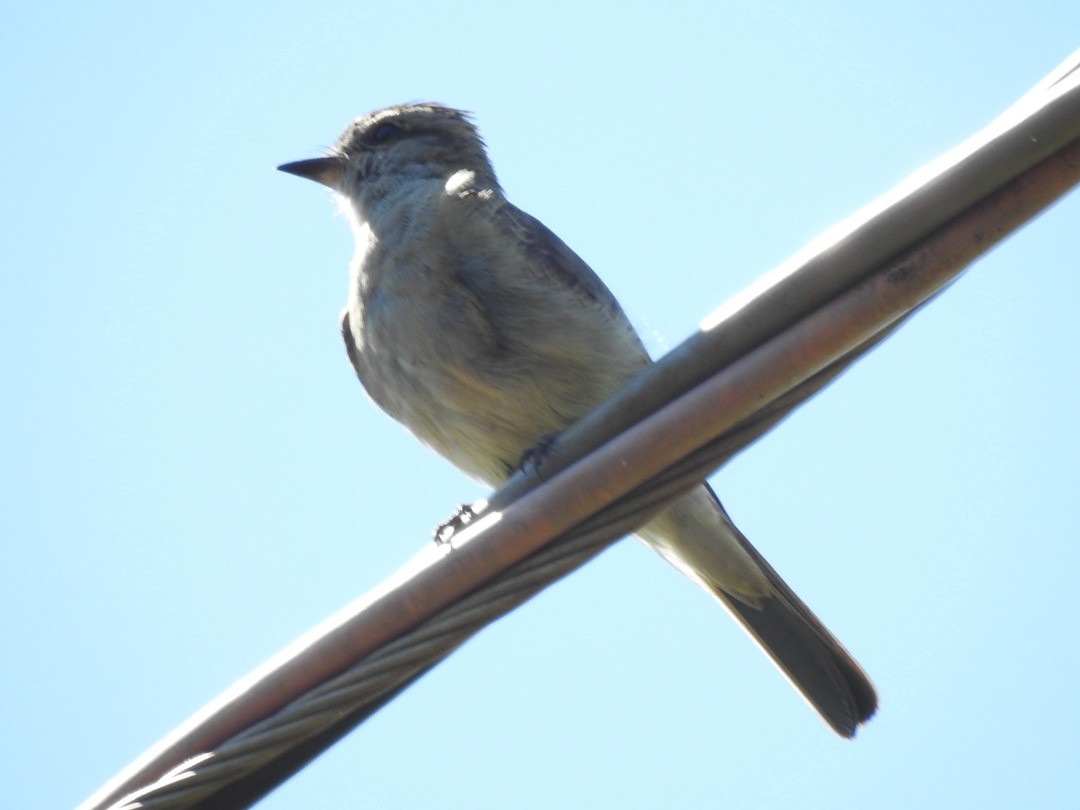 Crowned Slaty Flycatcher - ML635753582