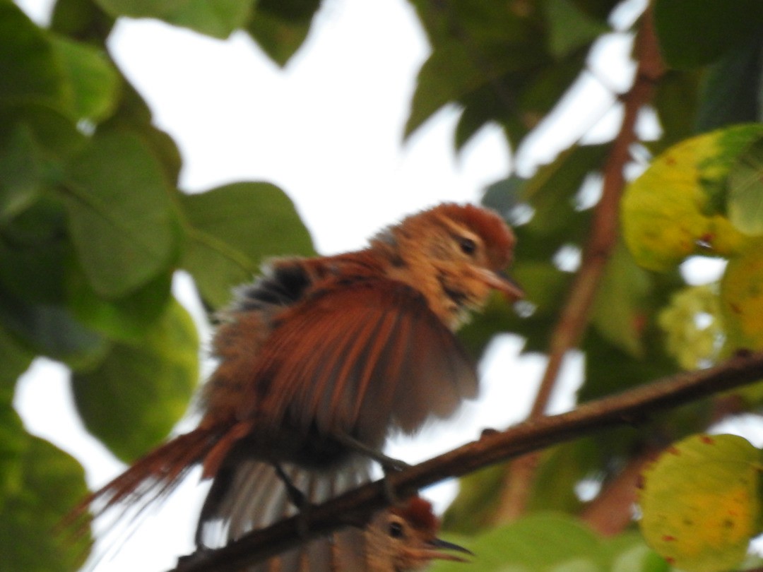 Rusty-backed Spinetail - ML635753598