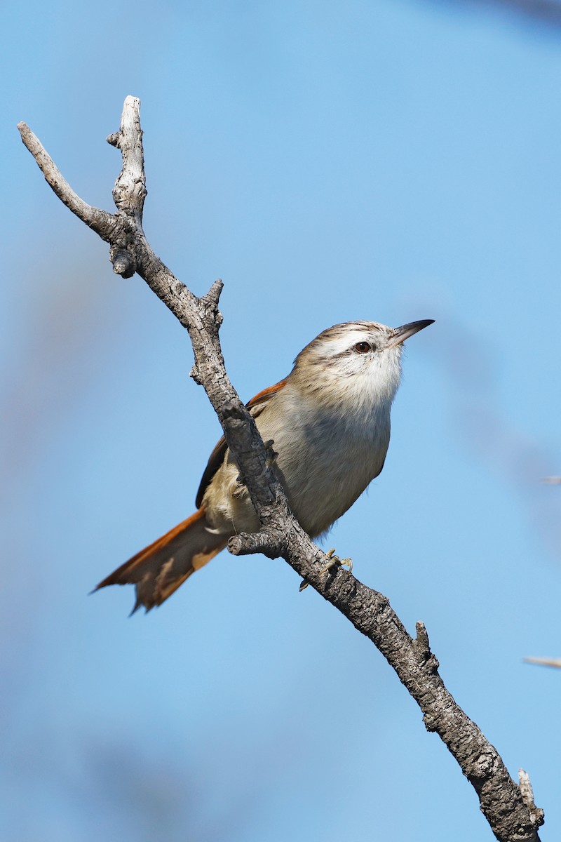 Stripe-crowned Spinetail - ML635753613