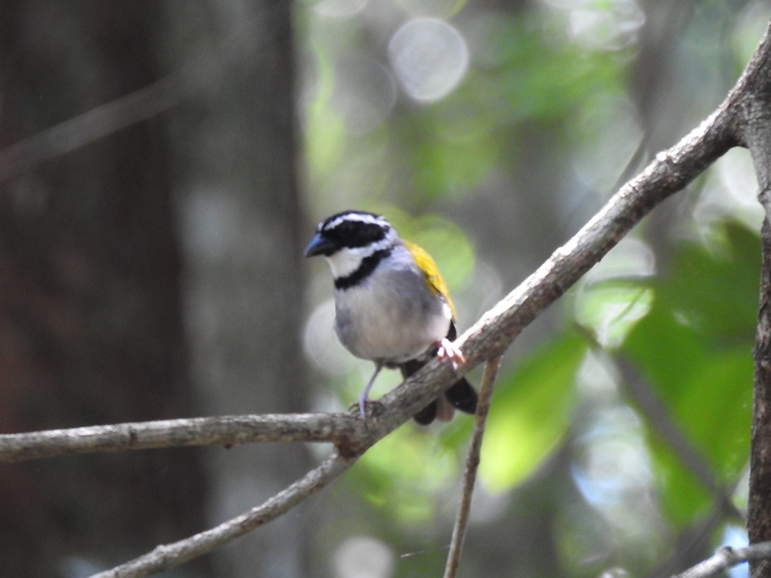 Pectoral Sparrow - ML635753624