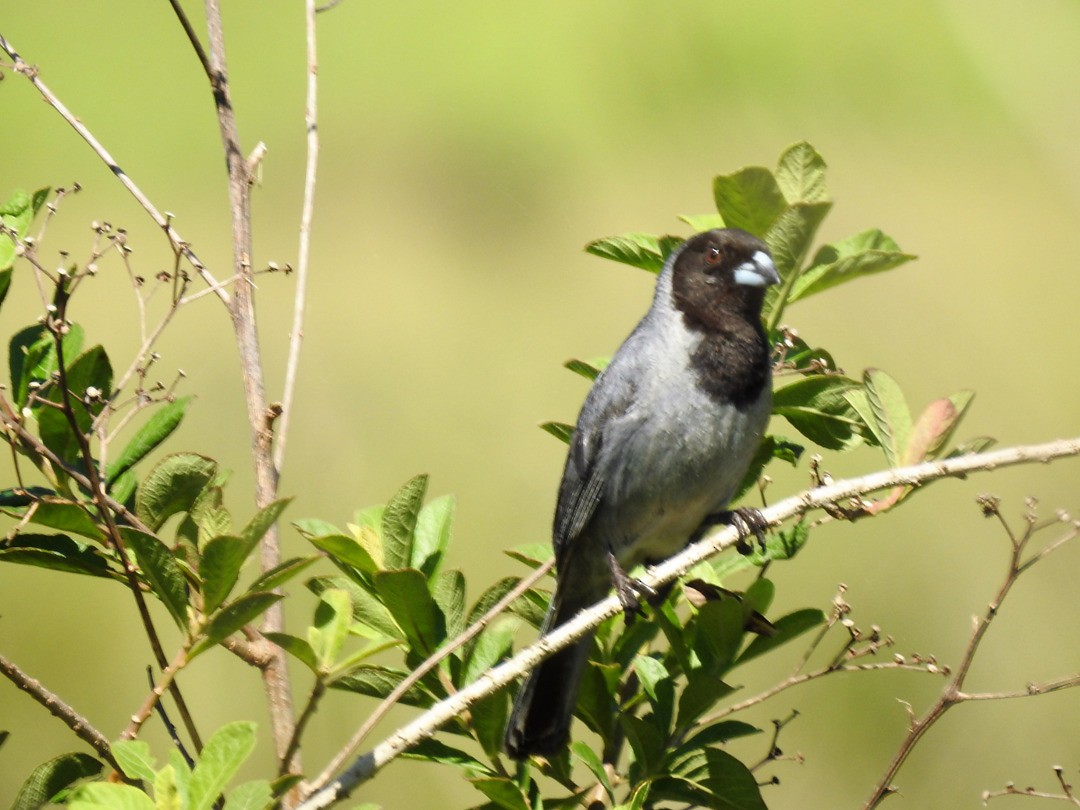 Black-faced Tanager - ML635753637