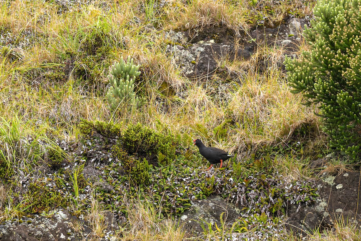 Goughteichhuhn - ML635753673
