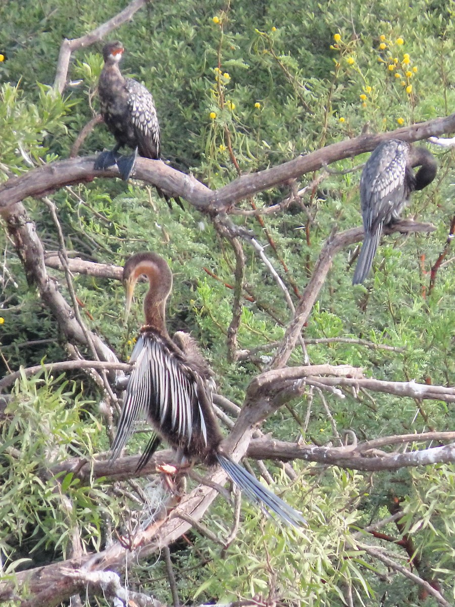 anhinga africká - ML635753692
