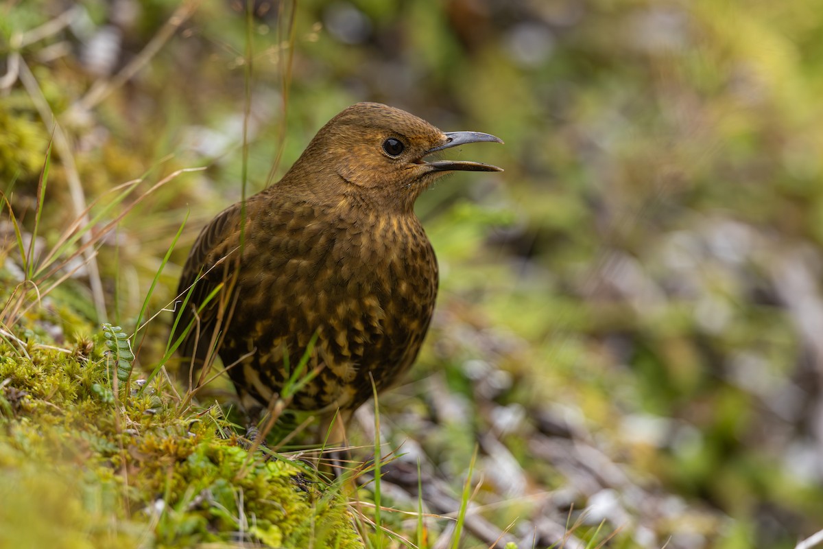 Tristan Thrush - ML635753693