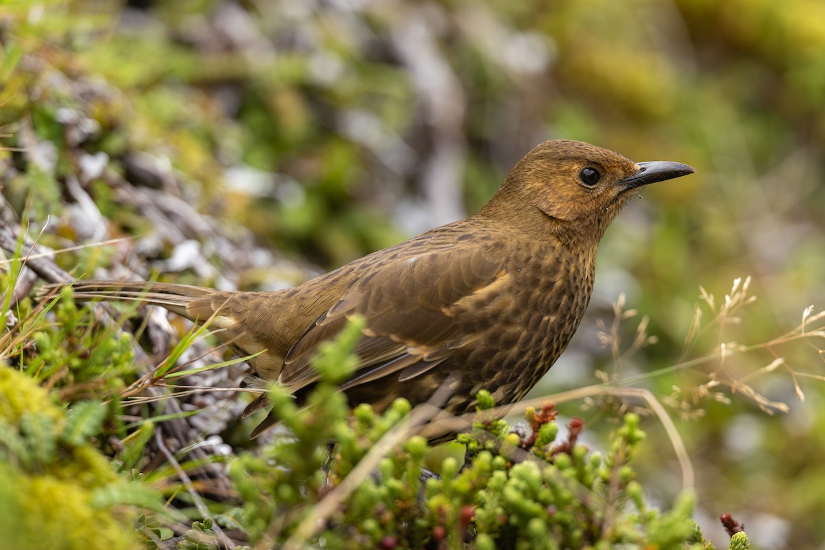 Tristan Thrush - ML635753694
