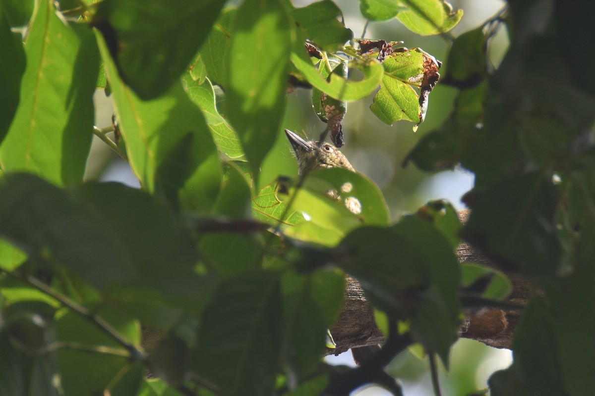 Speckled Tinkerbird - ML635753732