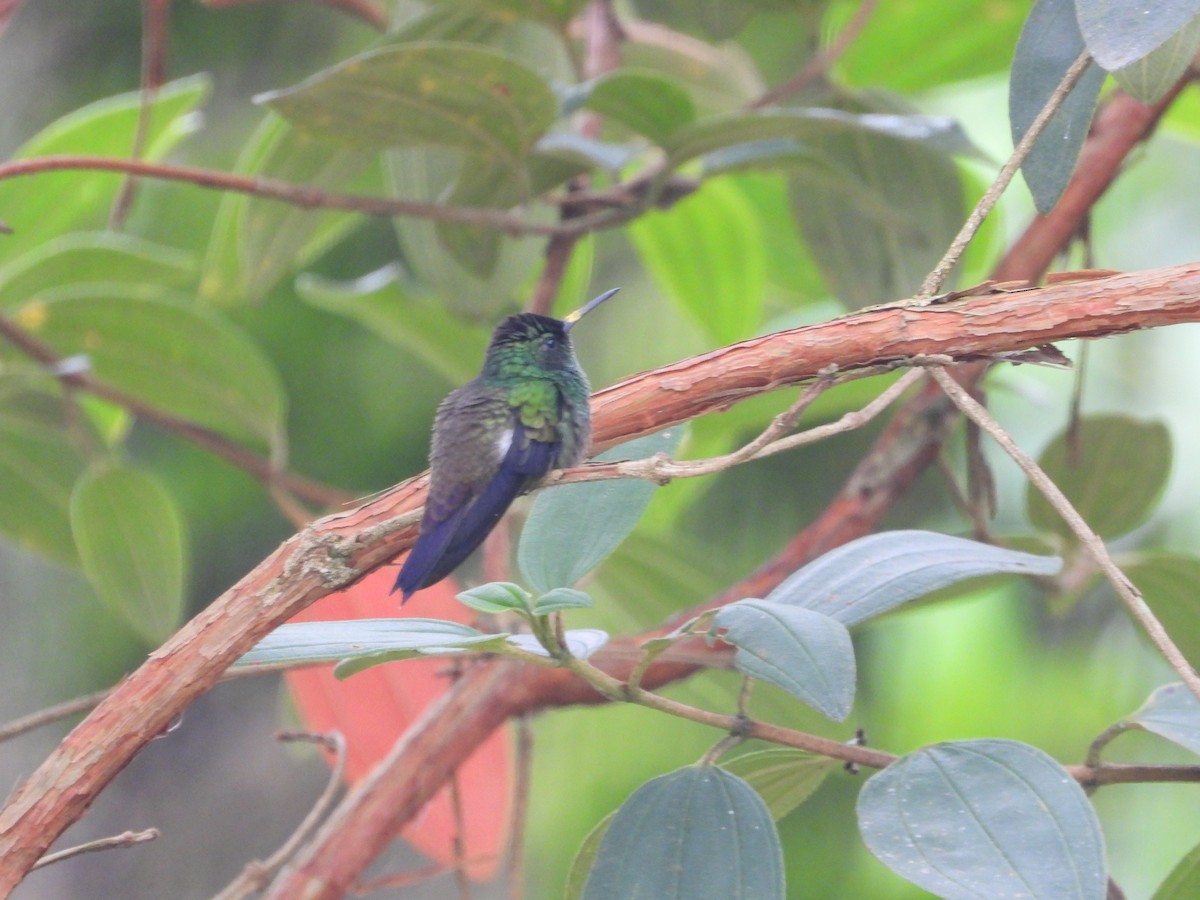 Green-bellied Hummingbird - ML635753793