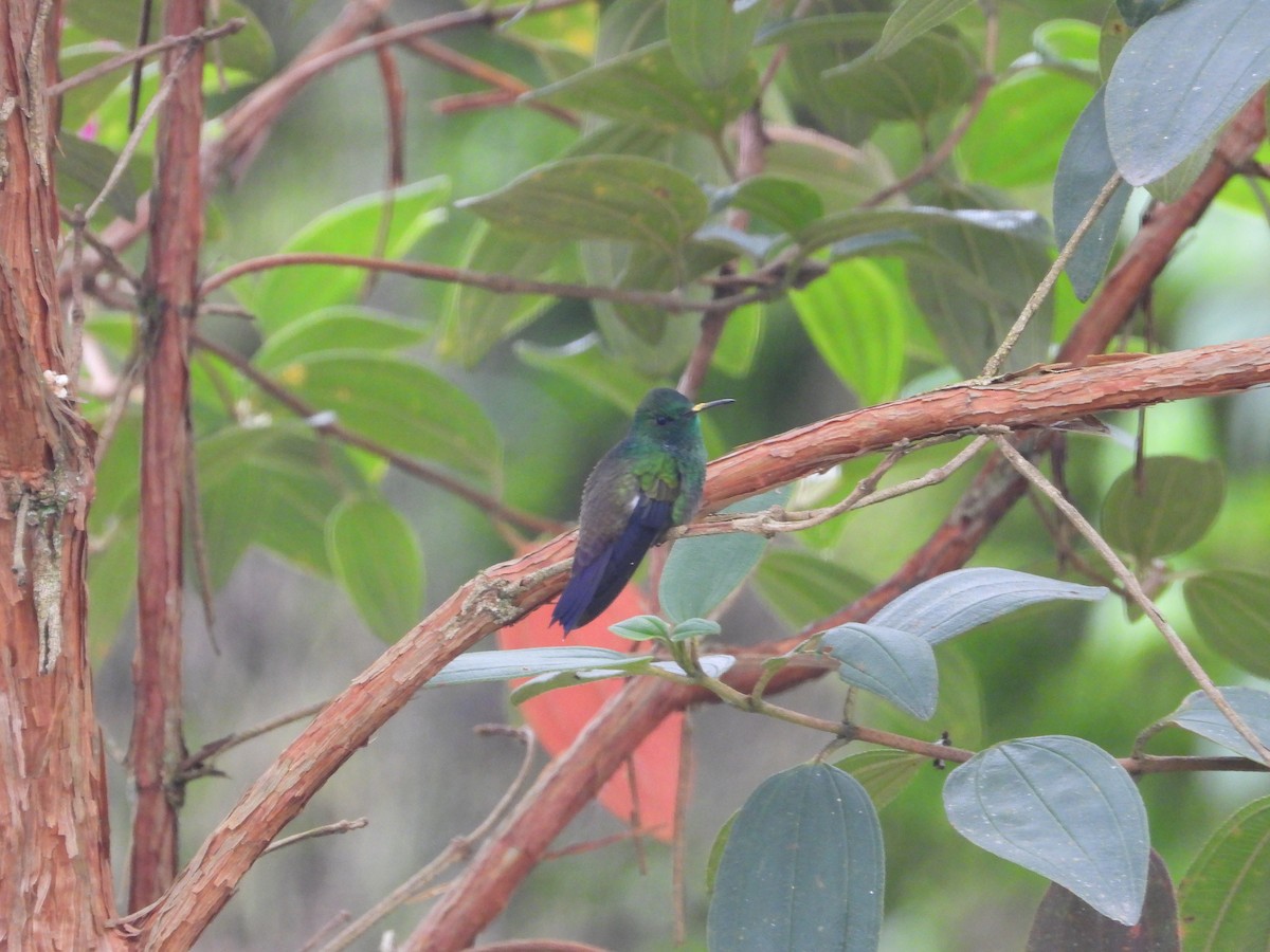 Green-bellied Hummingbird - ML635753794