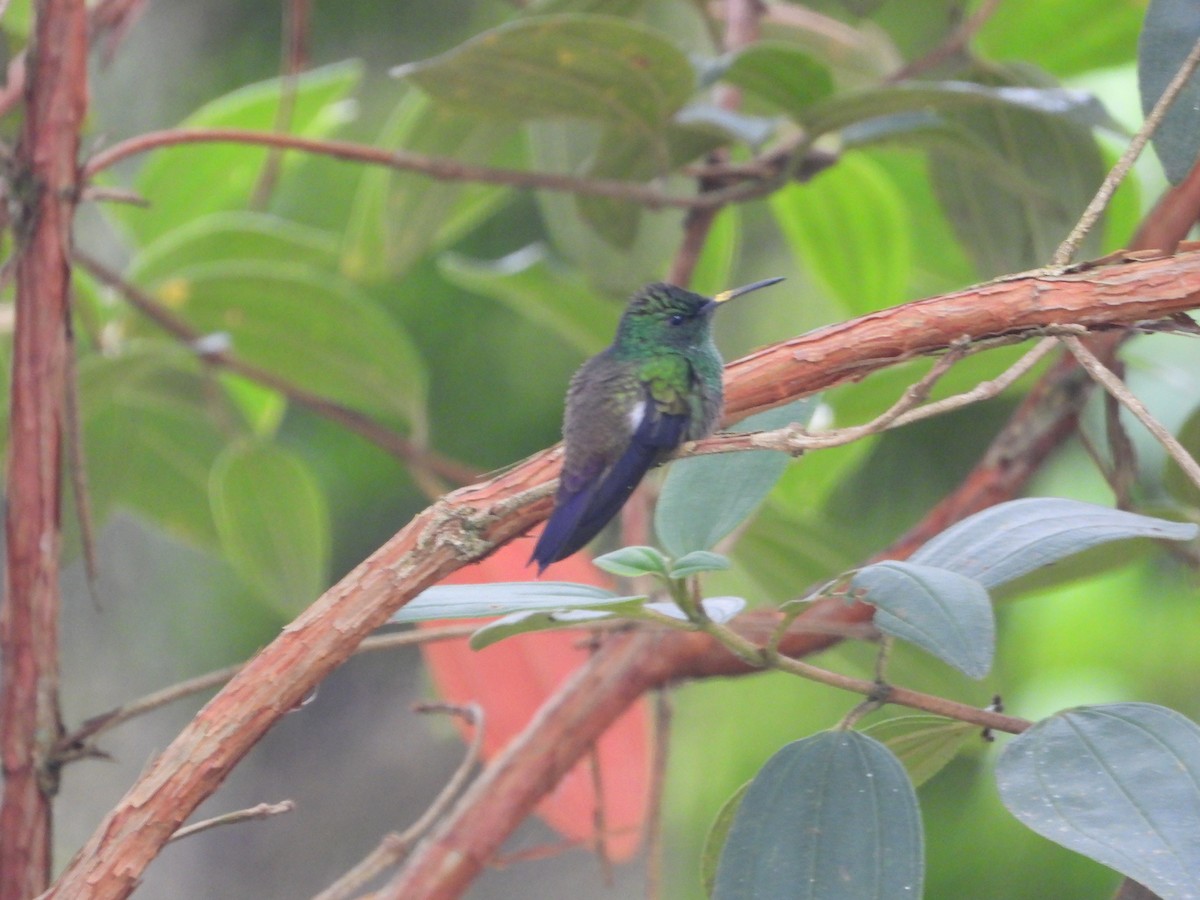 Green-bellied Hummingbird - ML635753795