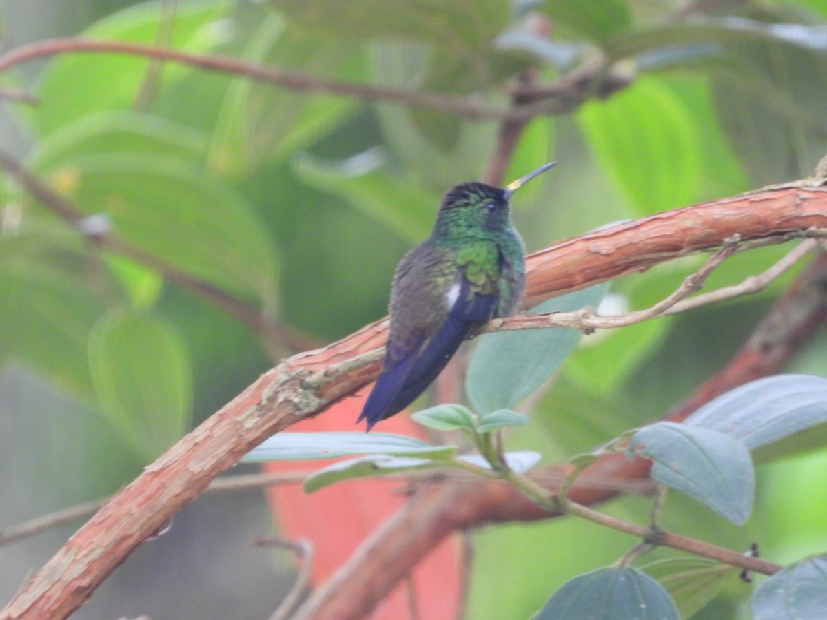 Green-bellied Hummingbird - ML635753797
