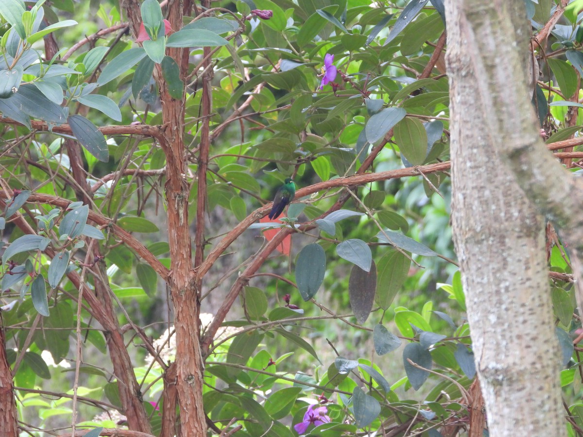 Green-bellied Hummingbird - ML635753854