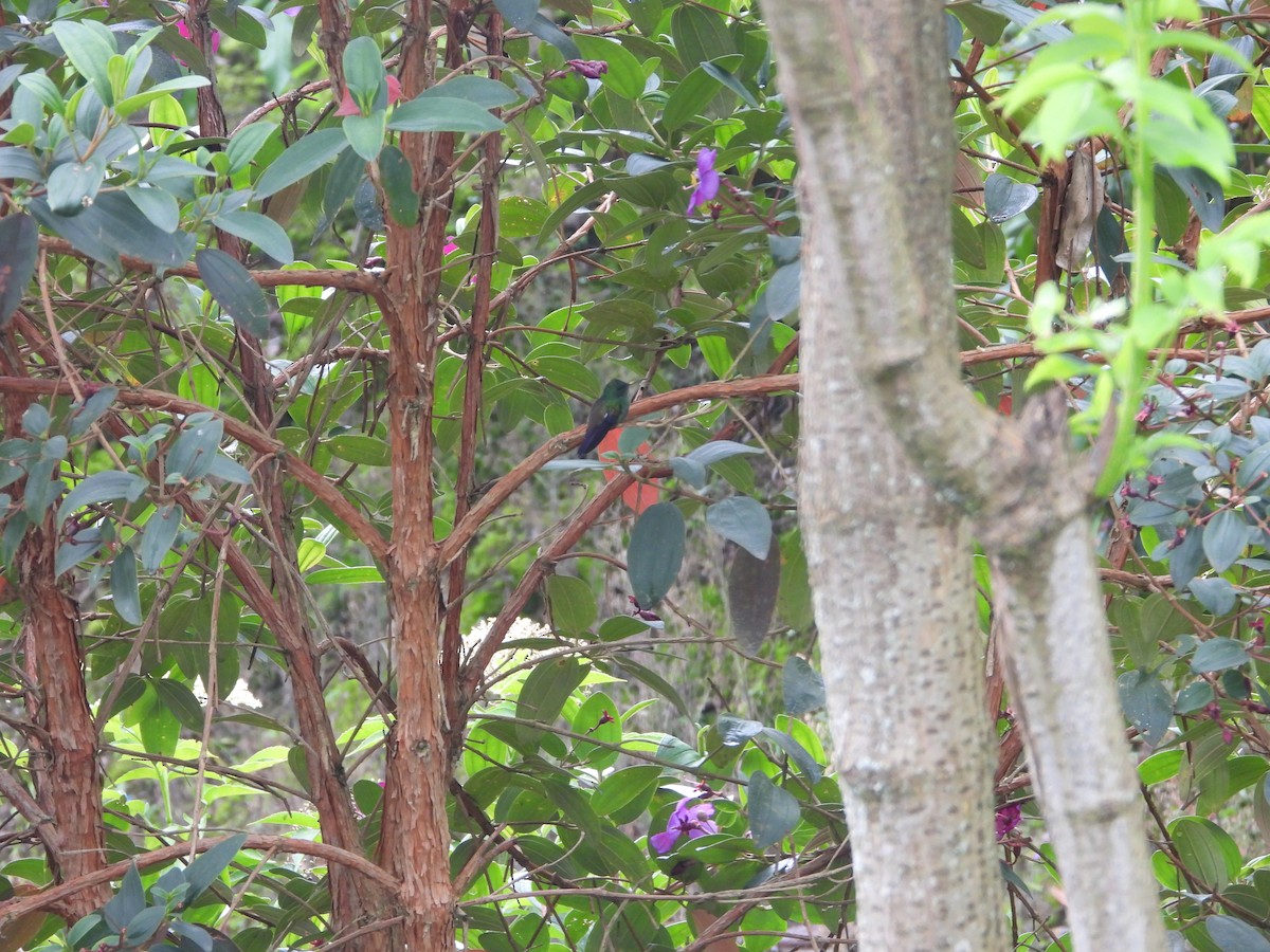 Green-bellied Hummingbird - ML635753855