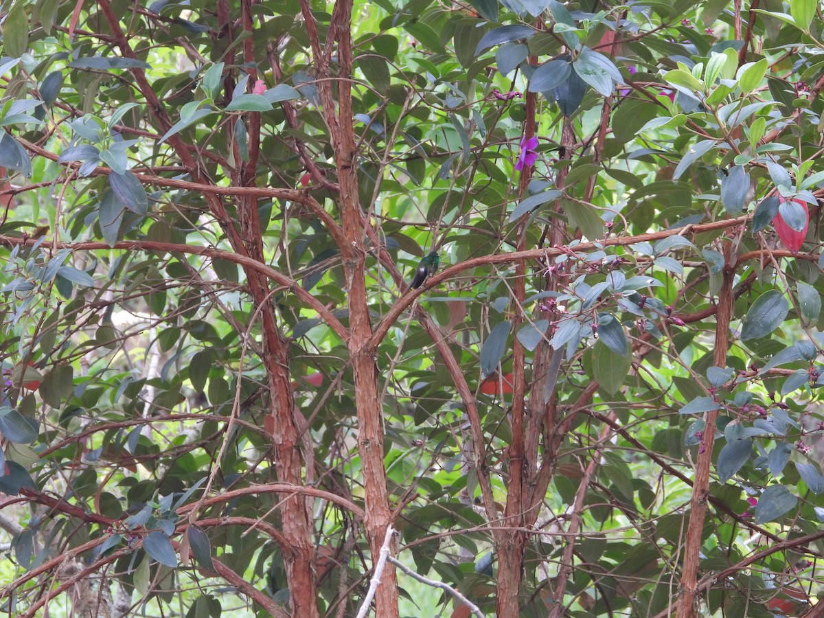 Green-bellied Hummingbird - ML635753871