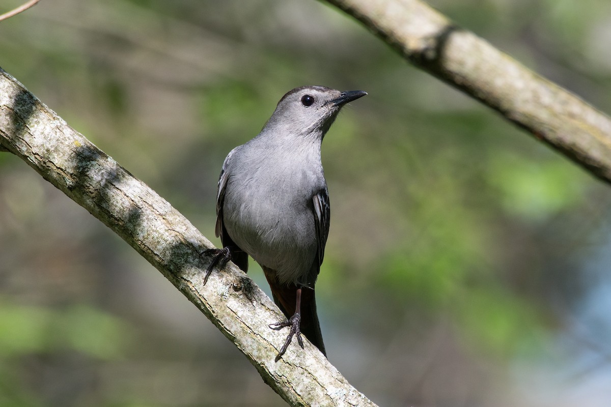 Gray Catbird - ML635753909