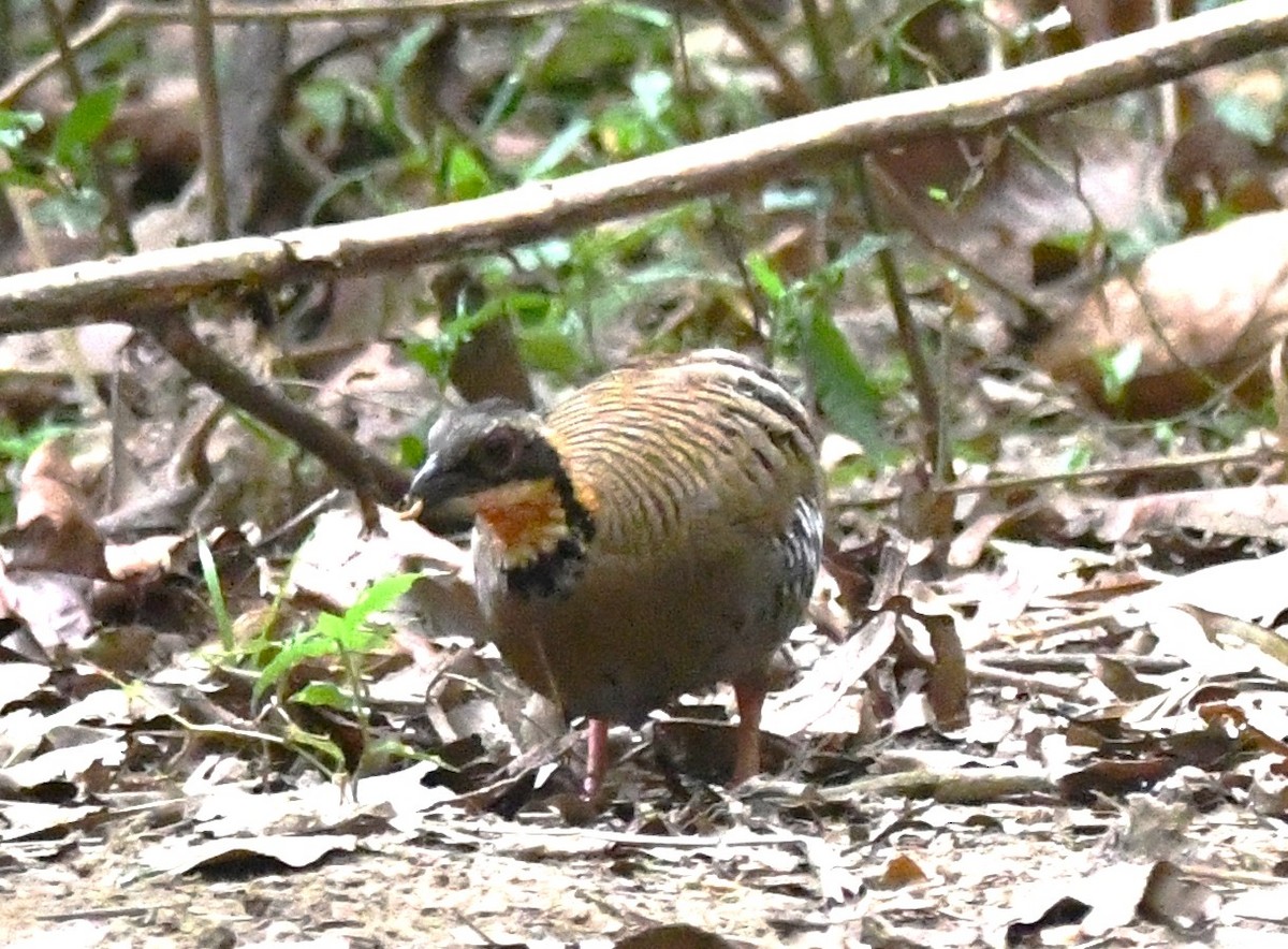 Orange-necked Partridge - ML635753922