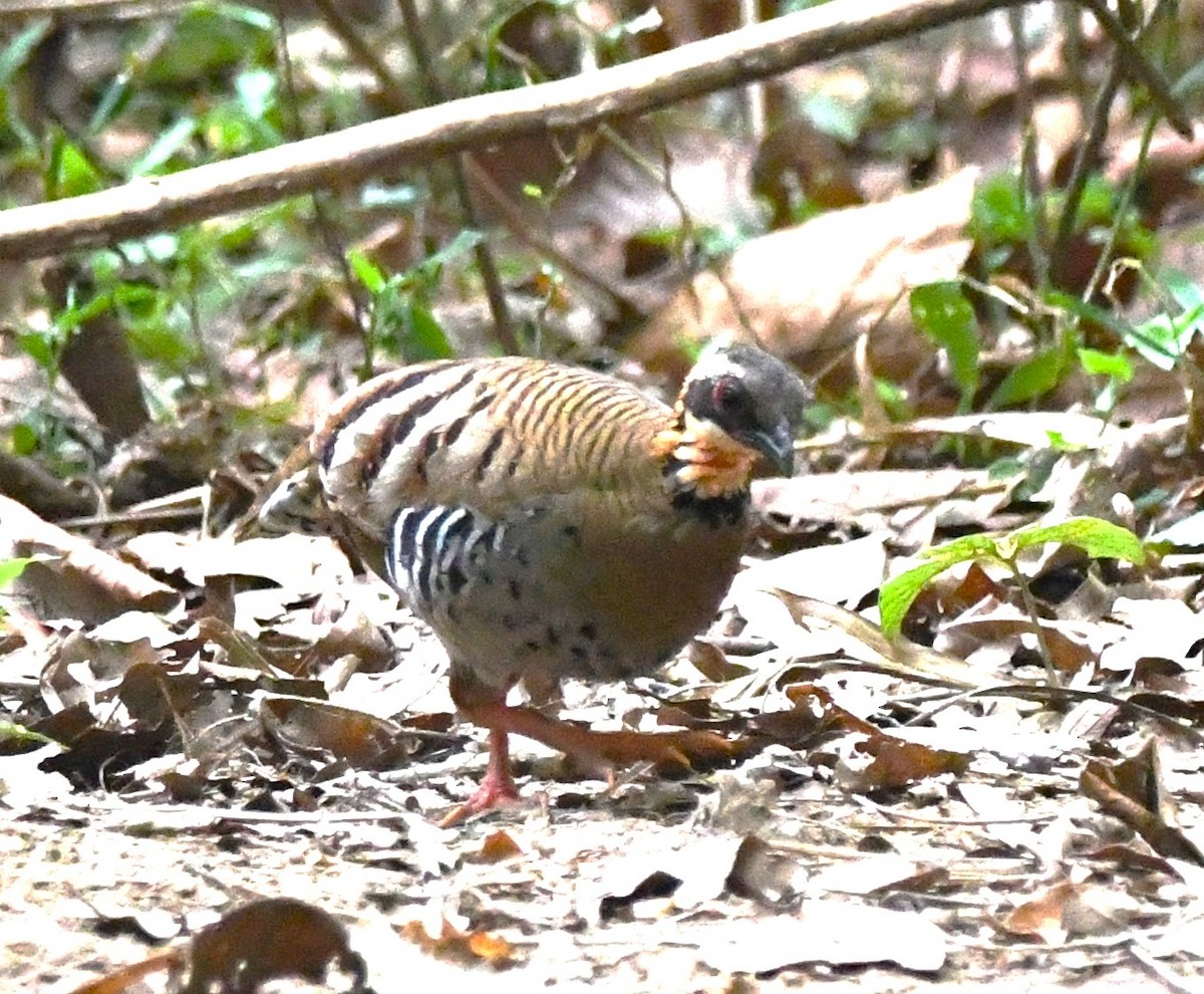 Orange-necked Partridge - ML635753943