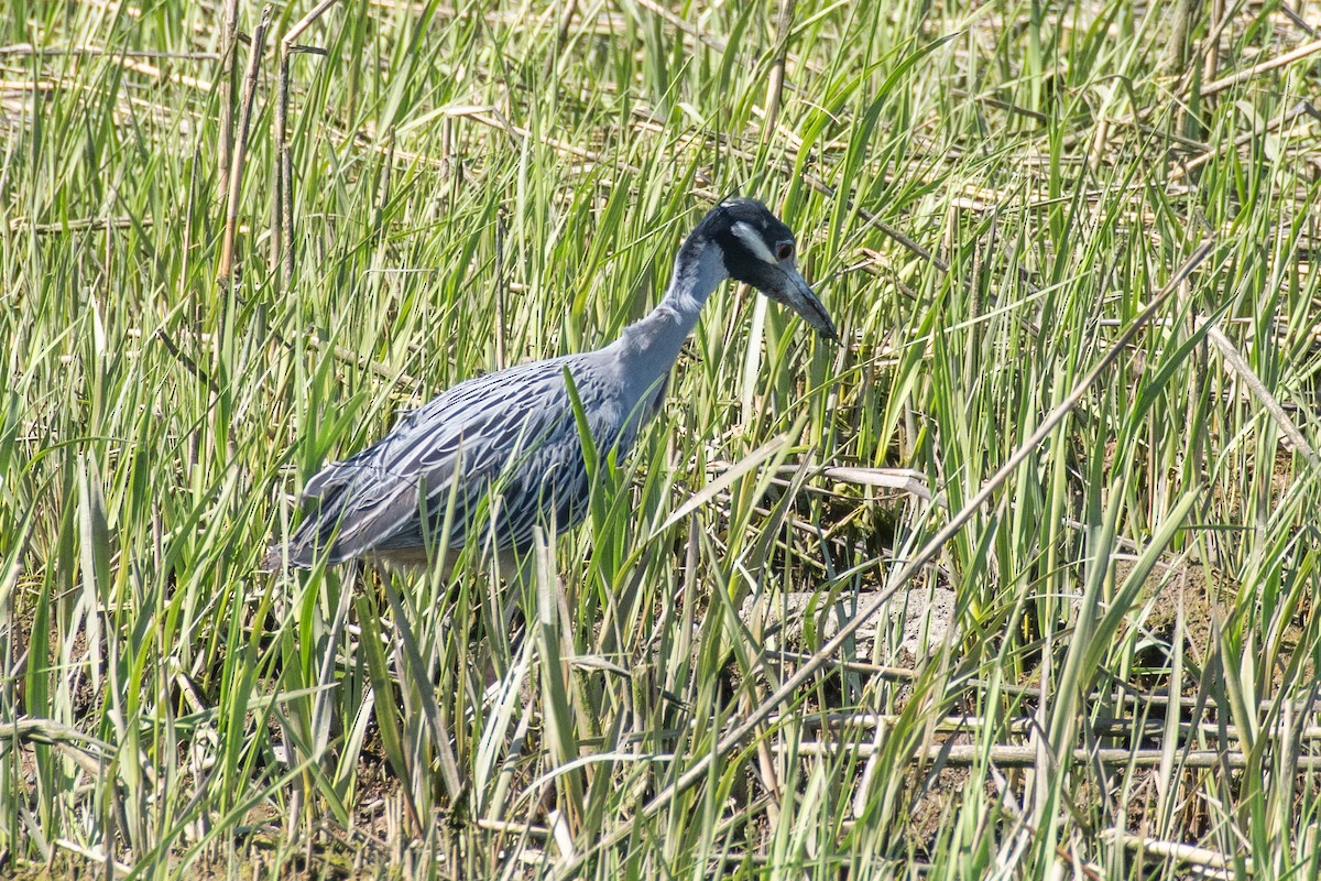 Yellow-crowned Night Heron - ML635753963