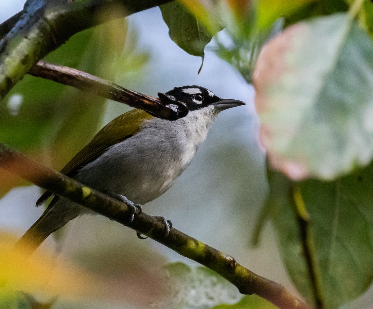 Black-crowned Palm-Tanager - ML635753979