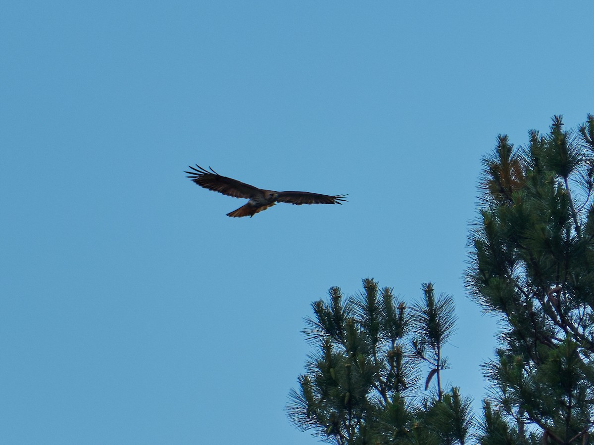 Red-tailed Hawk - ML635753997