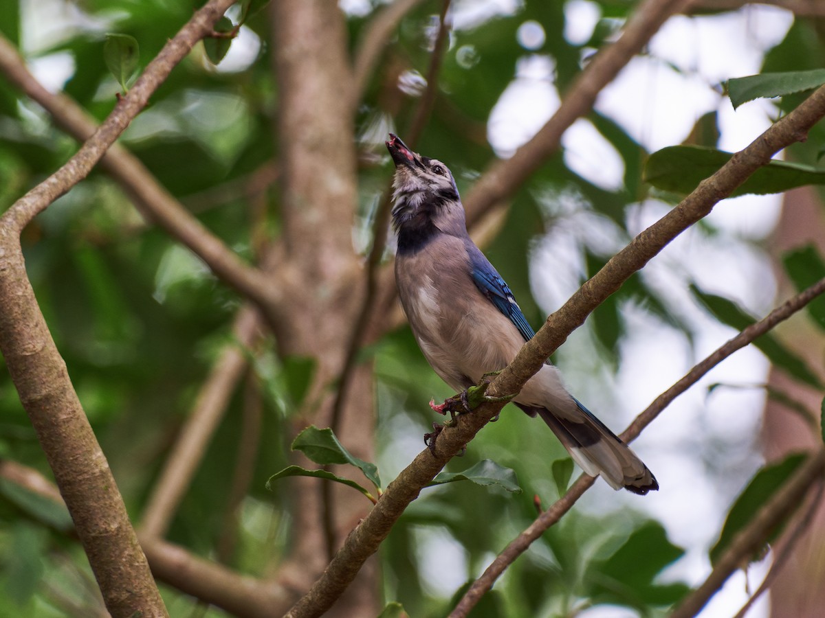 Blue Jay - ML635754000