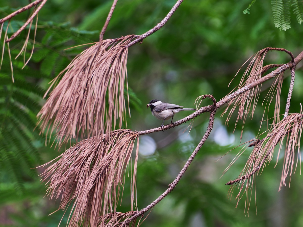 Carolina Chickadee - ML635754011