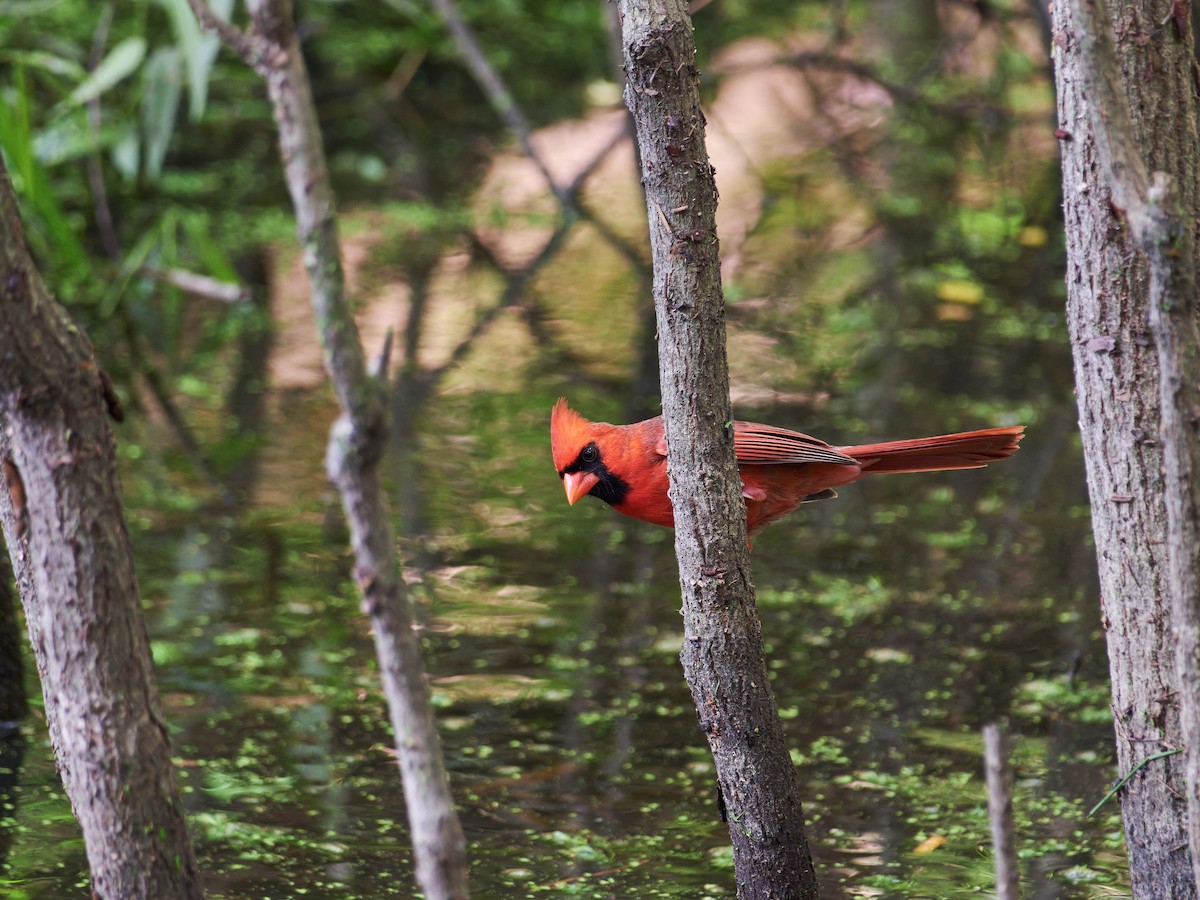 Northern Cardinal - ML635754012