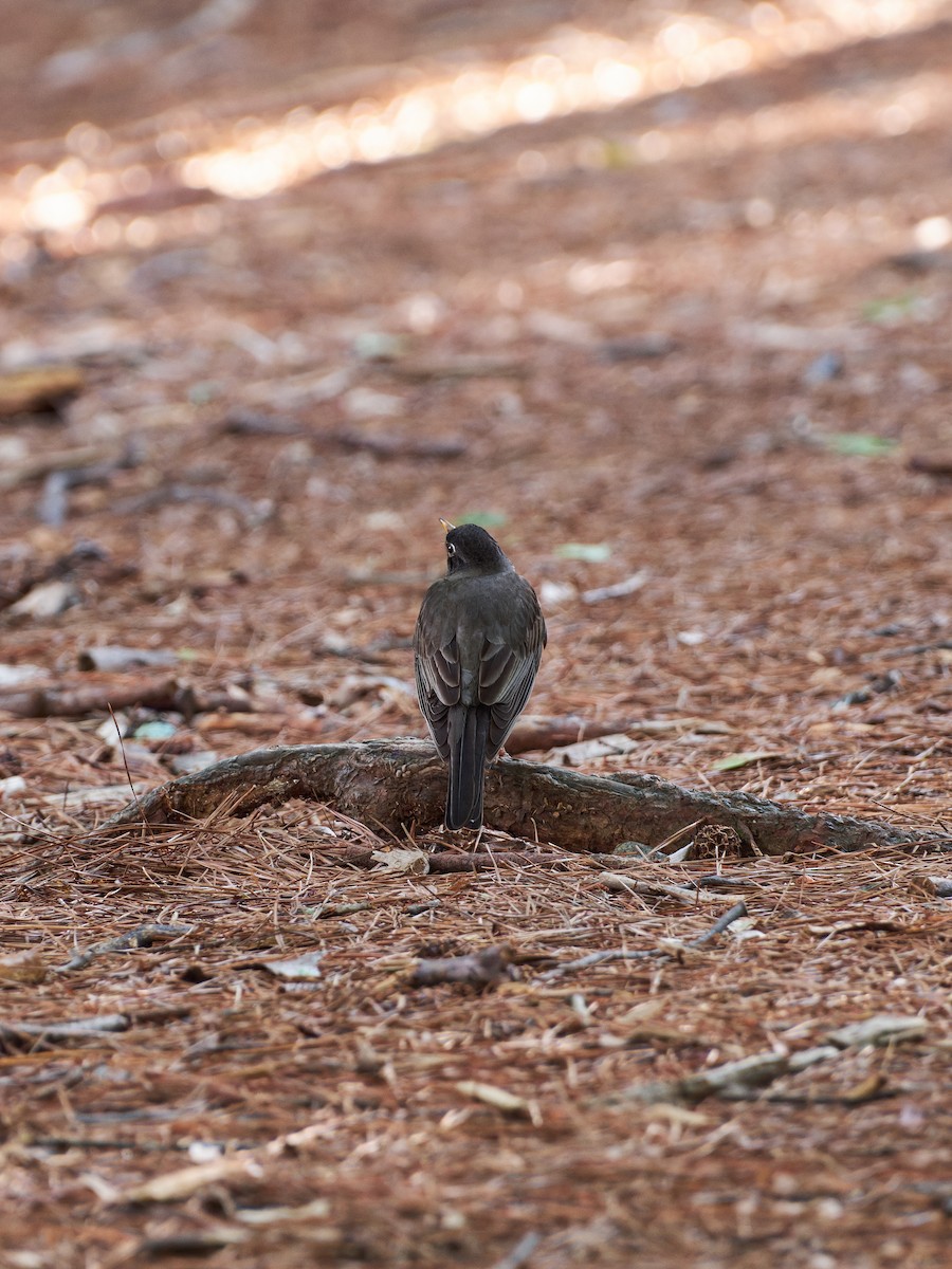 American Robin - ML635754014