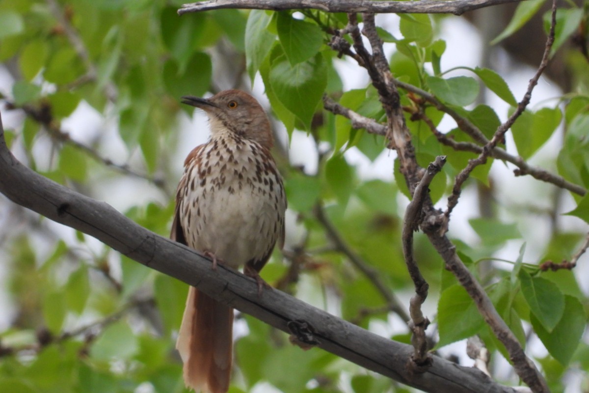 brunspottefugl - ML635754046