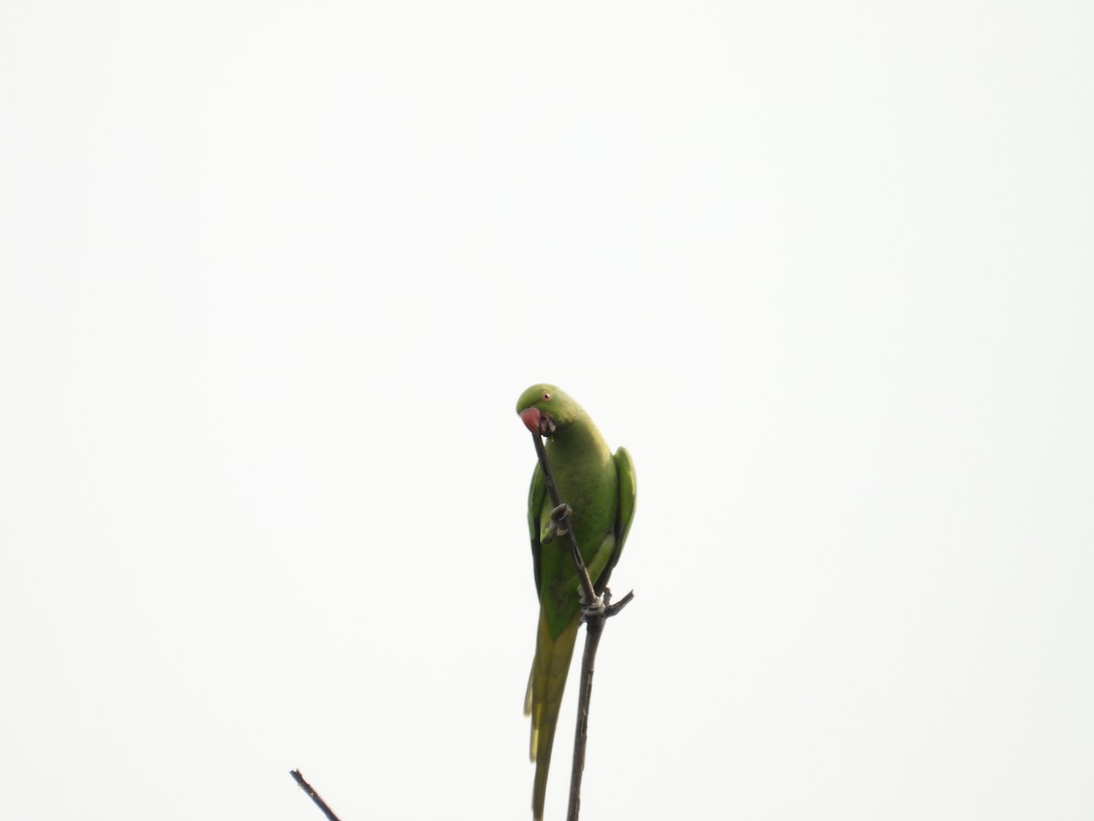 Rose-ringed Parakeet - ML635754062