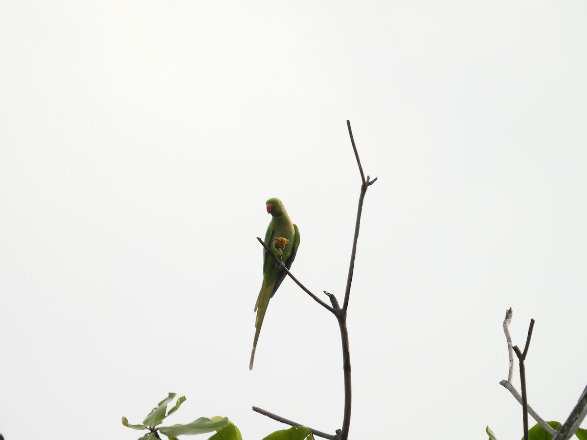 Rose-ringed Parakeet - ML635754063