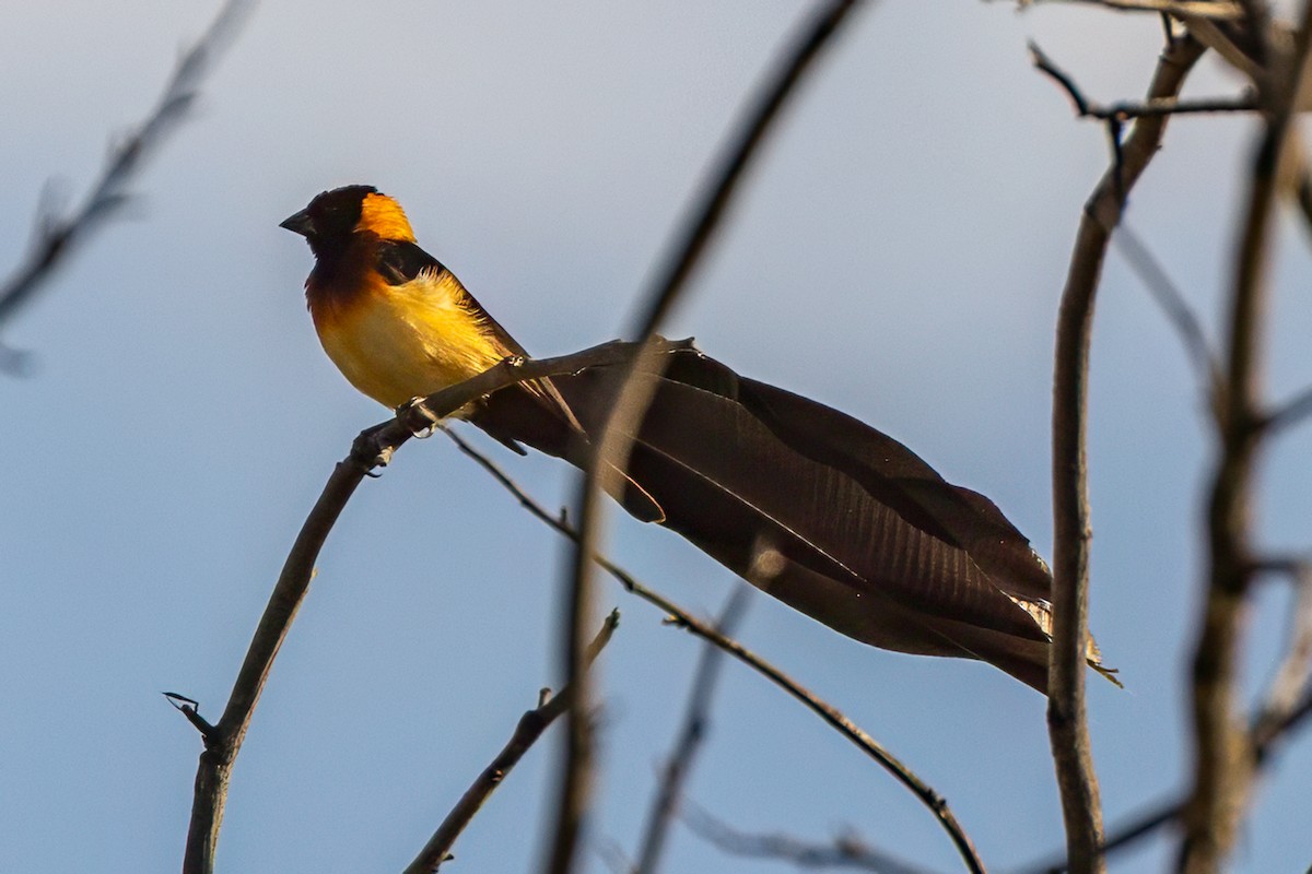 Broad-tailed Paradise-Whydah - ML635754114