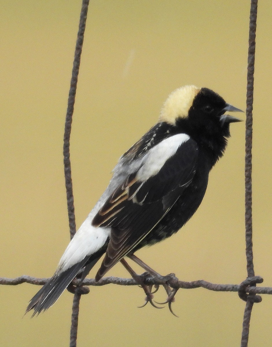Bobolink - ML635754135