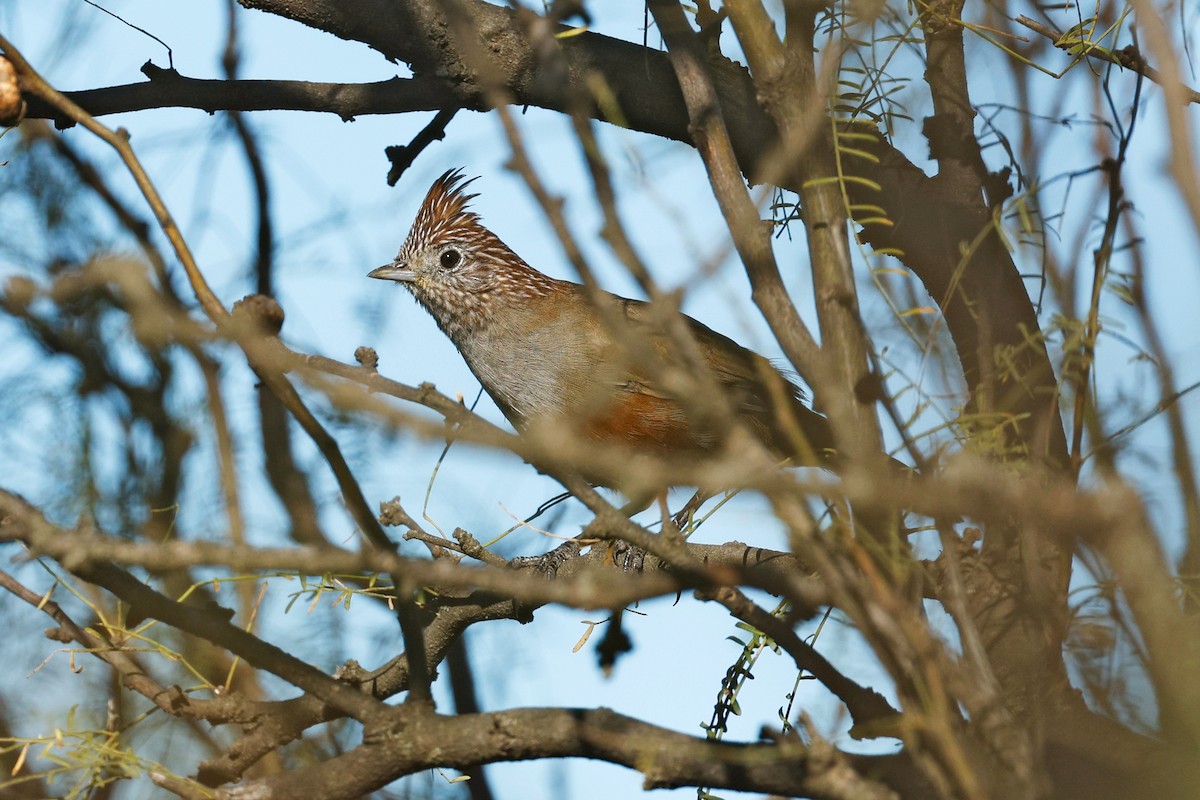 Crested Gallito - ML635754172