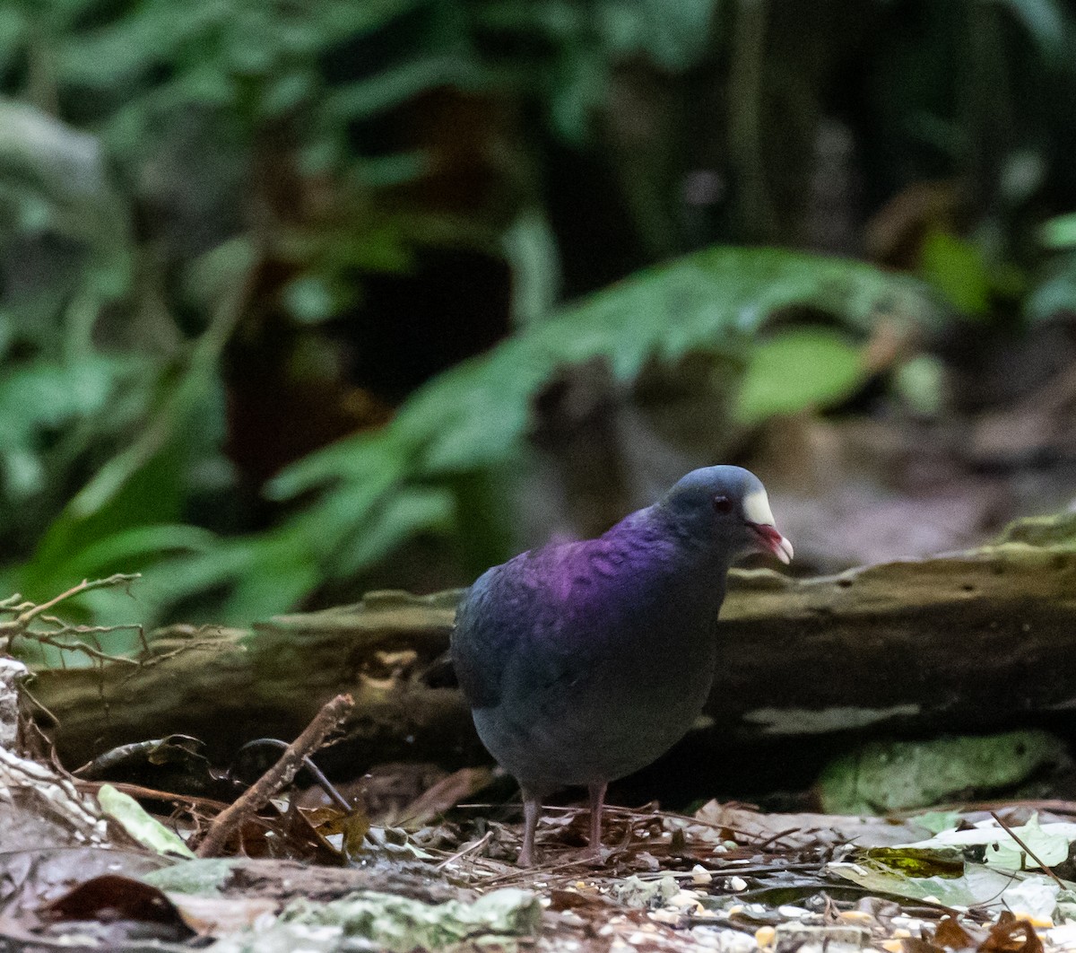White-fronted Quail-Dove - ML635754191